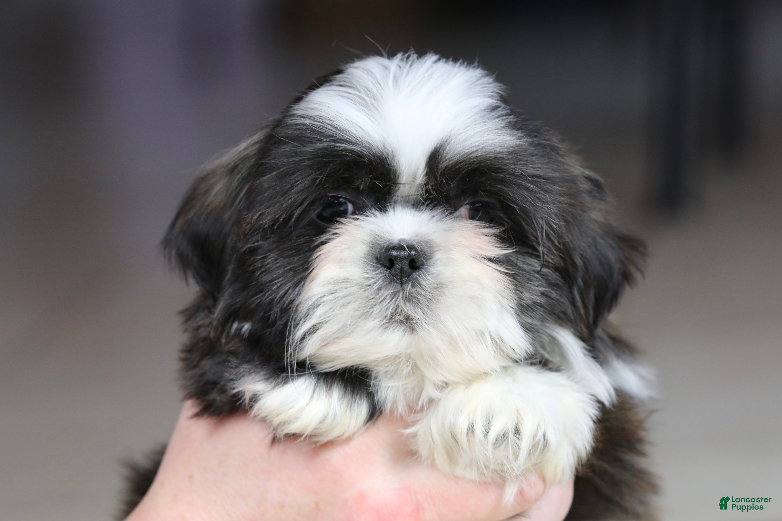 Shih Tzu dogs Stanlee - Ad 1