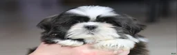 Shih Tzu dogs for sale: Stanlee - Ad 1