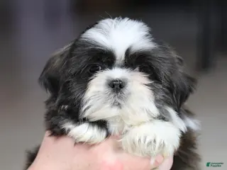 Shih Tzu dogs Stanlee - Ad 1