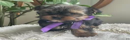 Yorkshire Terrier dogs for sale: Tucker - Ad 7