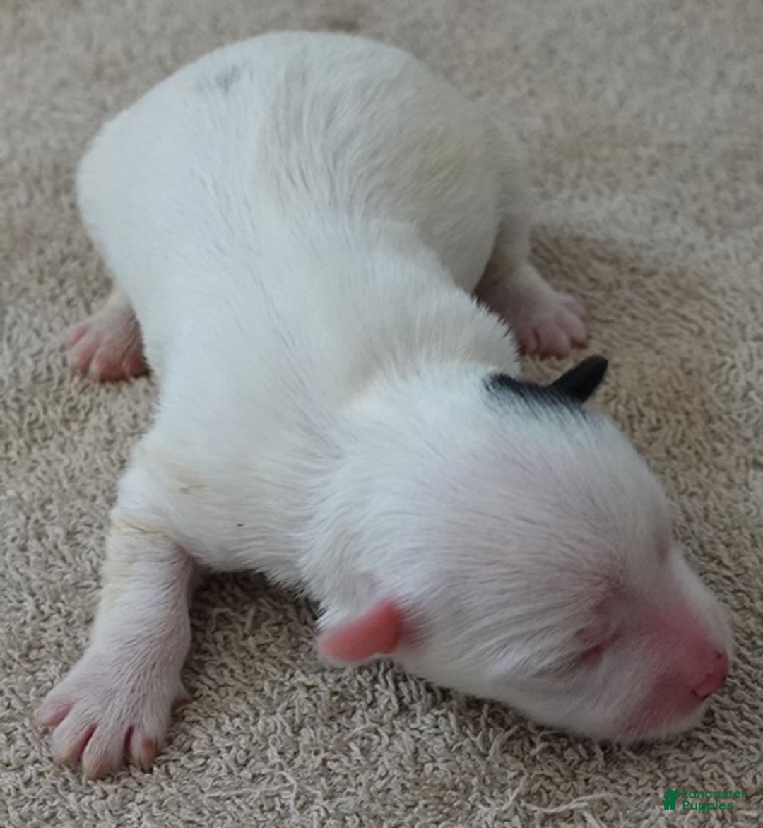 Yorkshire Terrier dogs for sale: Lyra super unique - Ad 2