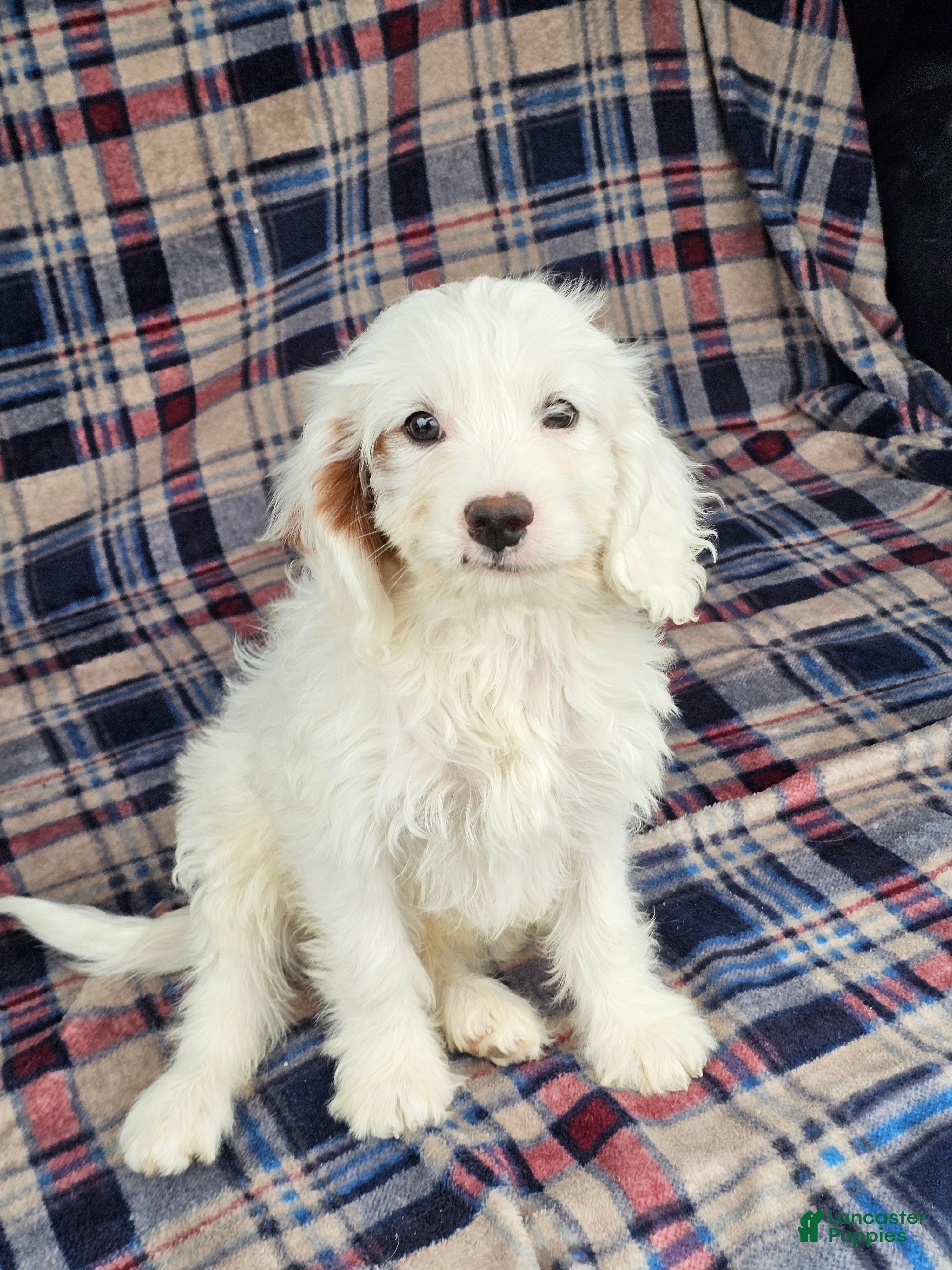 Cavapoo dogs for sale: Nautical  - Ad 2