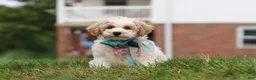 Bichpoo dogs for sale: Leo - Ad 6