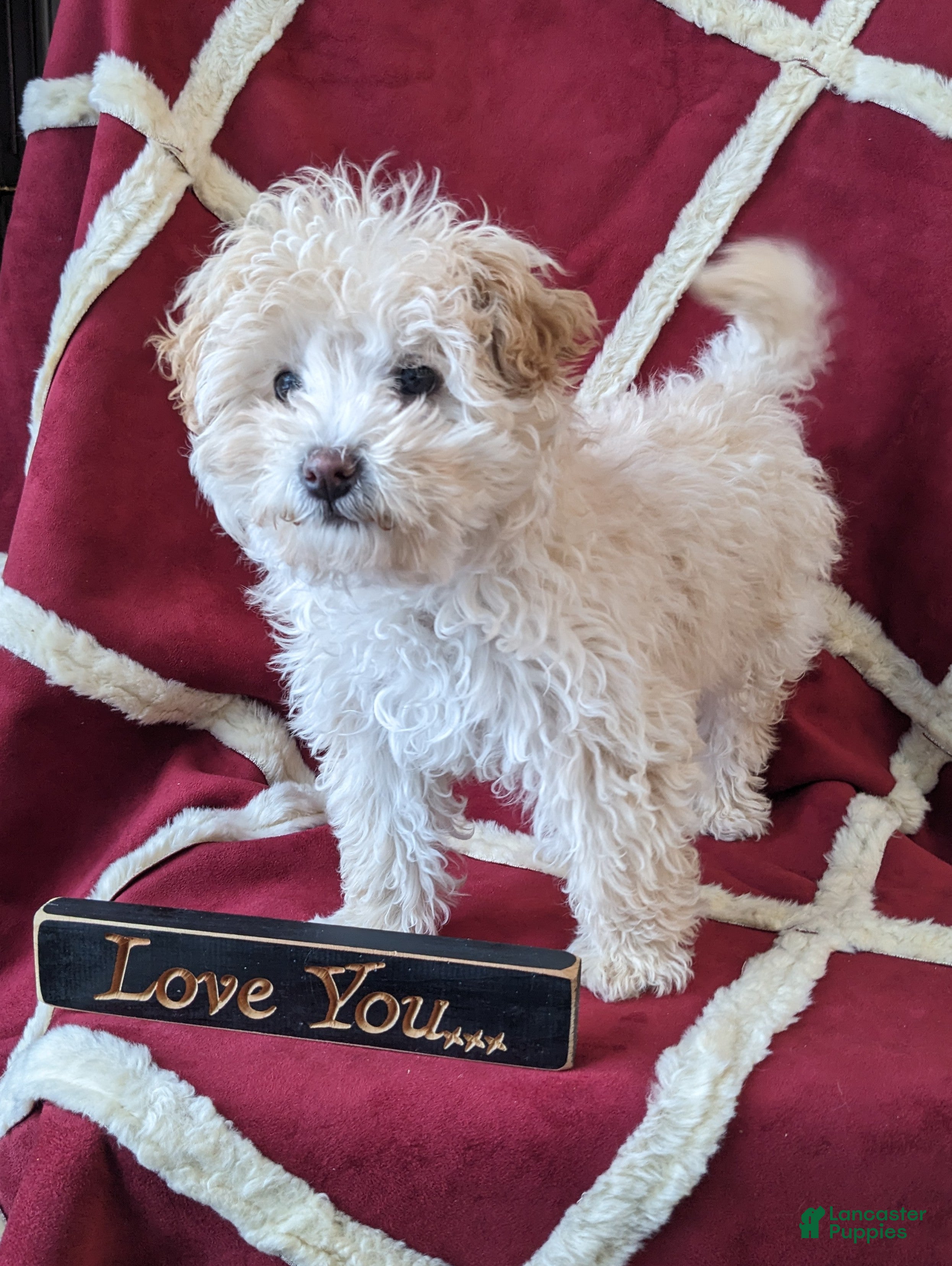 Mini Bernedoodle dogs Aurora "Rory" - Ad 23