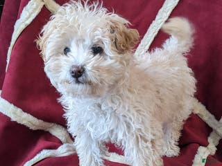 Mini Bernedoodle dogs Aurora "Rory" - Ad 23