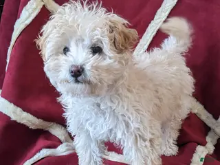 Mini Bernedoodle dogs Aurora "Rory" - Ad 42