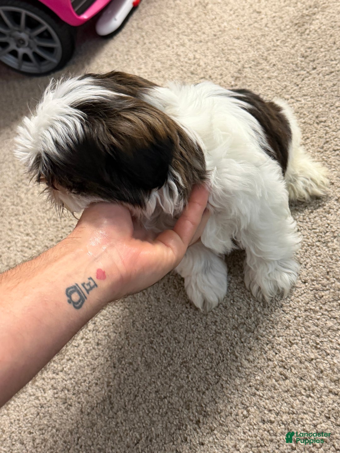 Shih Tzu dogs for sale: Shih Tzu - Ad 1