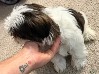 Shih Tzu dogs Shih Tzu - Ad 29