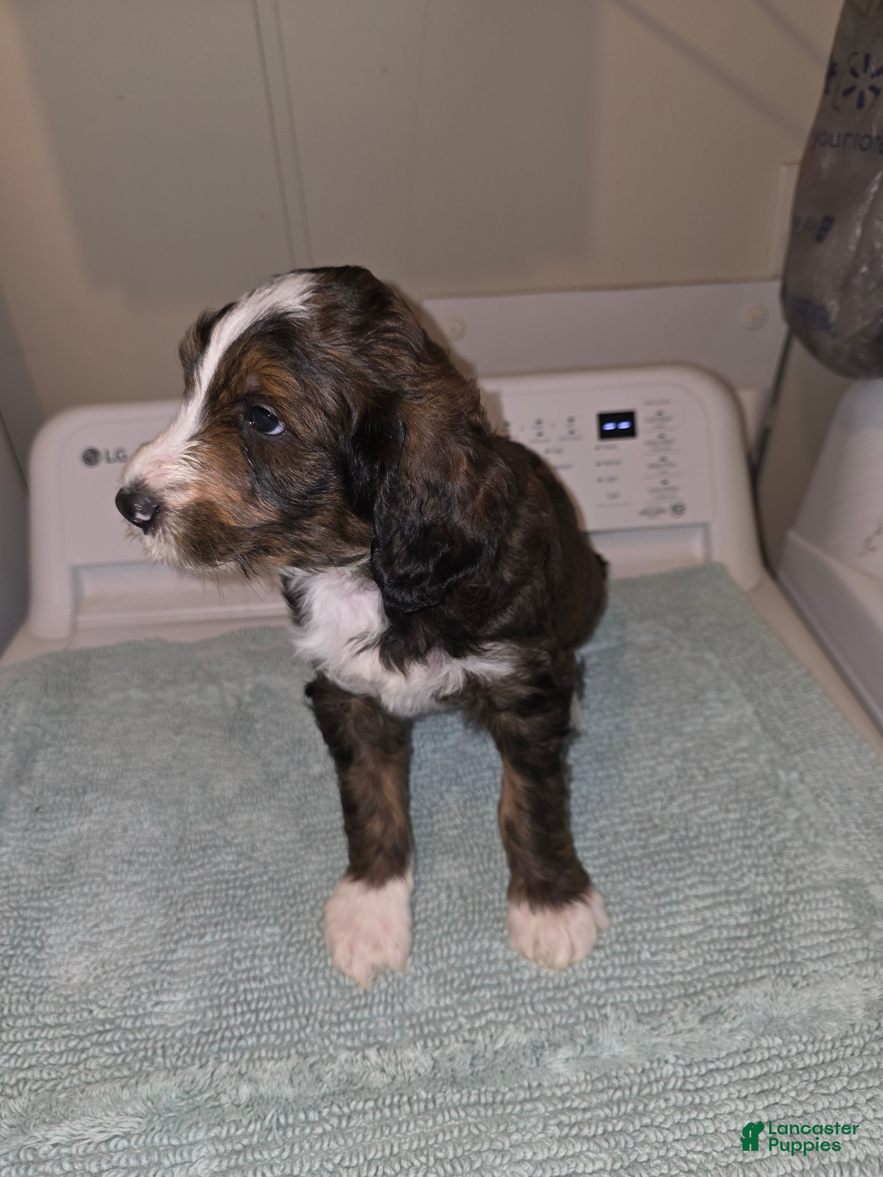 Bernedoodle dogs Chili - Ad 10