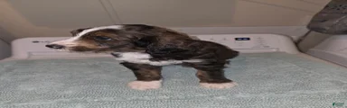 Chili