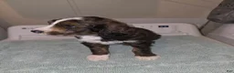 Bernedoodle dogs for sale: Chili - Ad 1