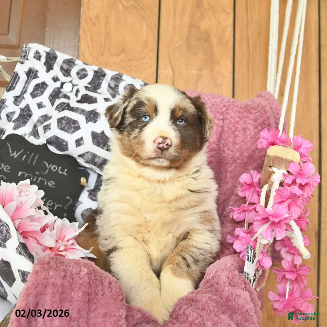 Australian Shepherd dogs for sale: Marco  - Ad 4