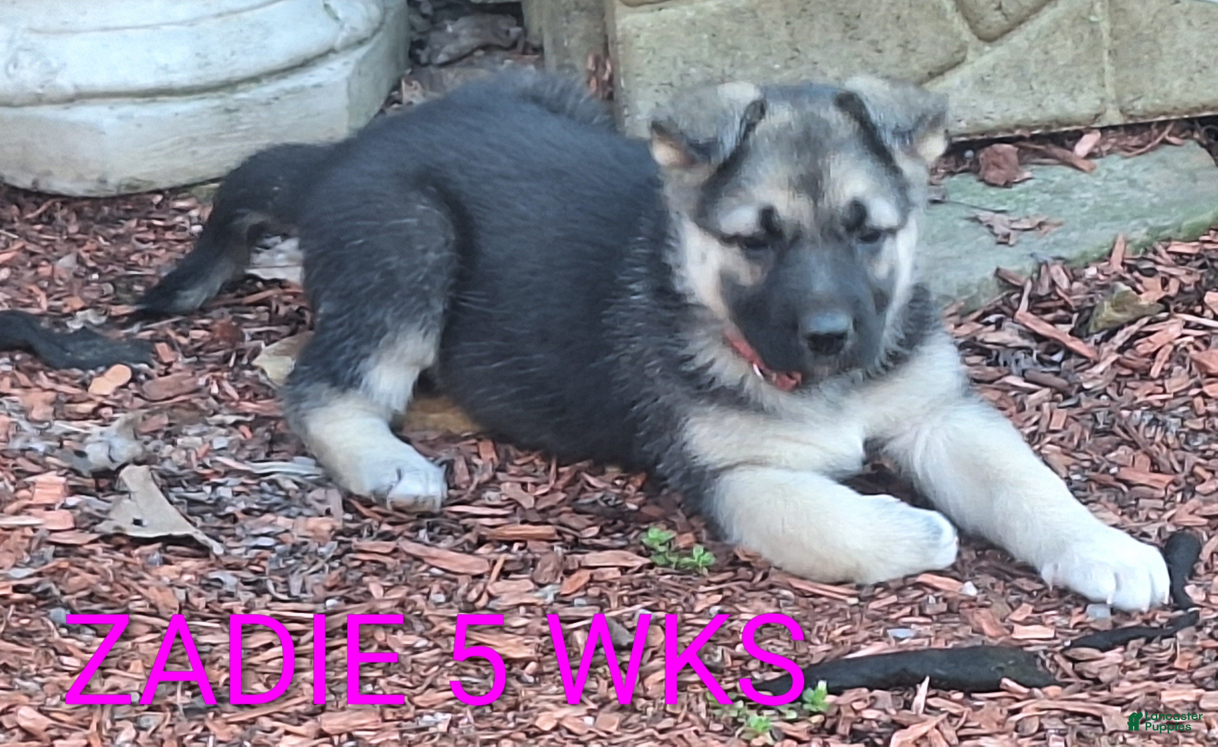 German Shepherd dogs Zadie - Ad 1