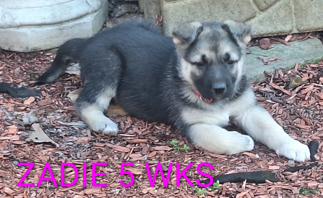 German Shepherd dogs for sale: Zadie - Ad 1