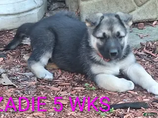 German Shepherd dogs for sale: Zadie - Ad 2