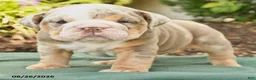 English Bulldog dogs for sale: Summer - Ad 4