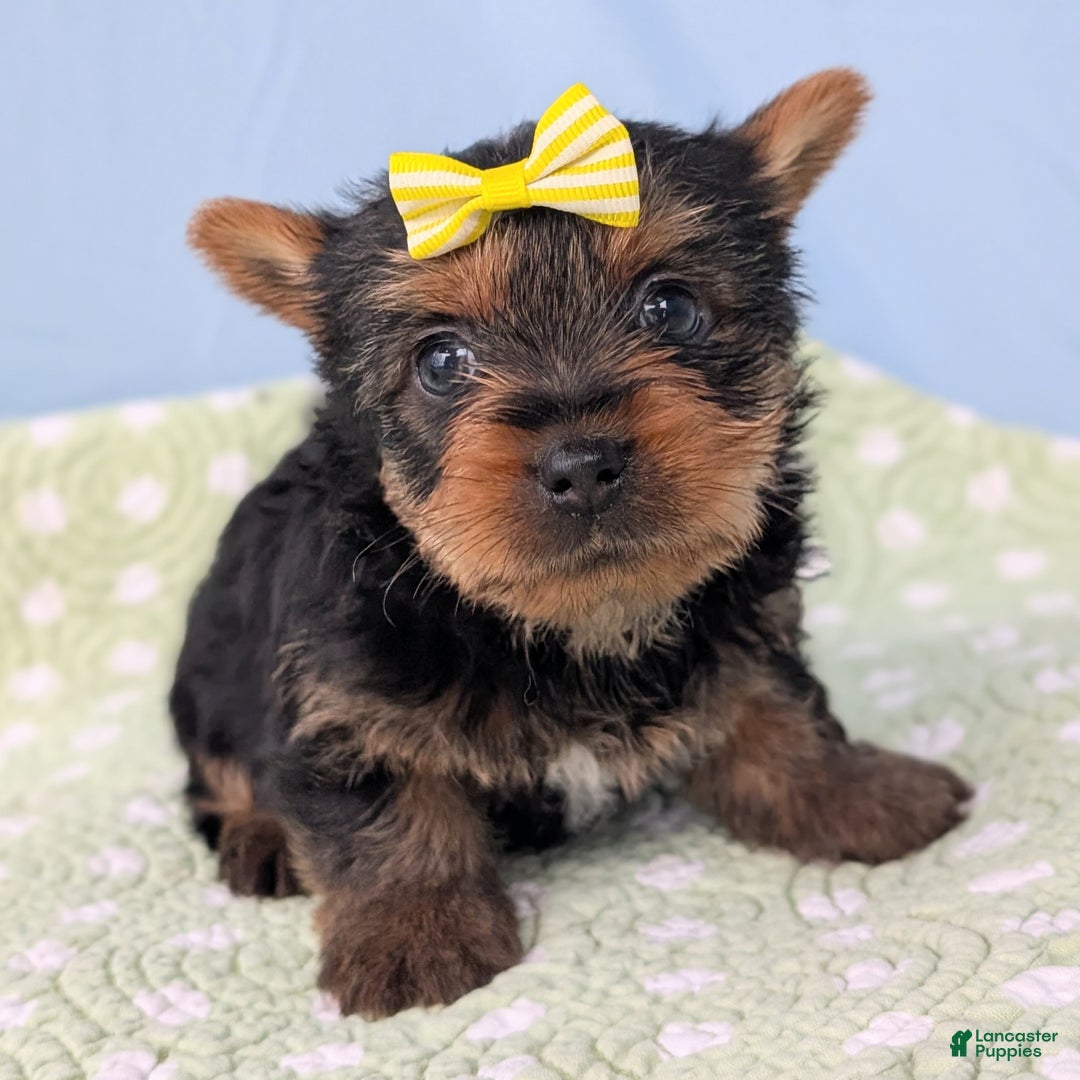 Yorkshire Terrier dogs for sale: Spritz - Ad 5
