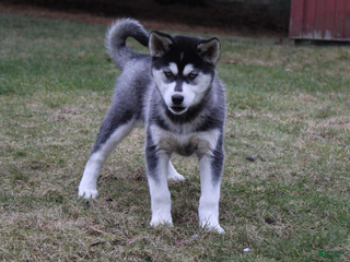 Siberian Husky dogs Midnight - Ad 38