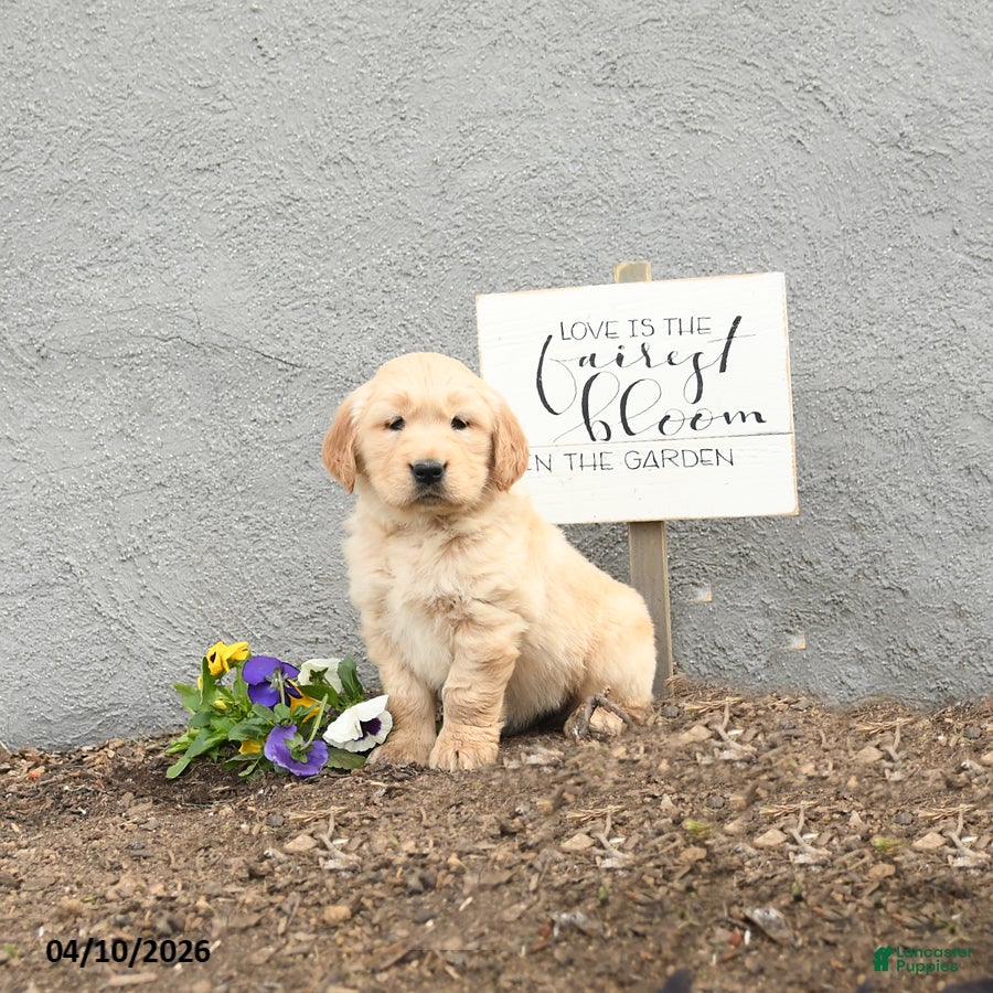 Golden Retriever dogs for sale: Cuddles - Ad 3