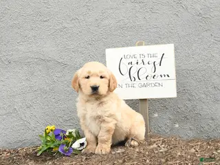 Golden Retriever dogs for sale: Cuddles - Ad 3