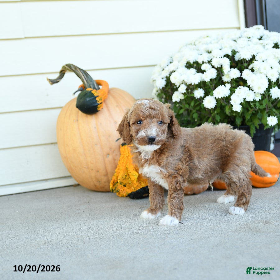 Mini Goldendoodle dogs for sale: Luxenbourg - Ad 2