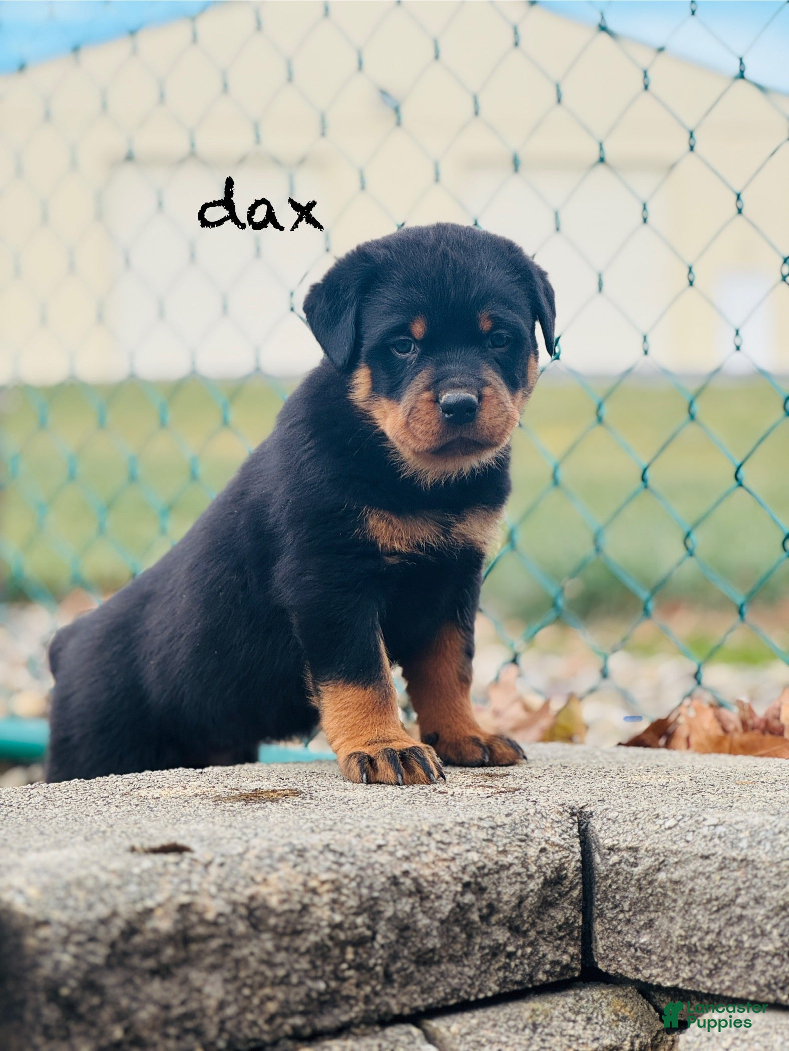 Rottweiler dogs Dax (docked tail)  - Ad 25