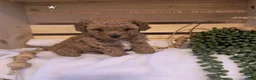 Toy Poodle dogs for sale: Toby  - Ad 3