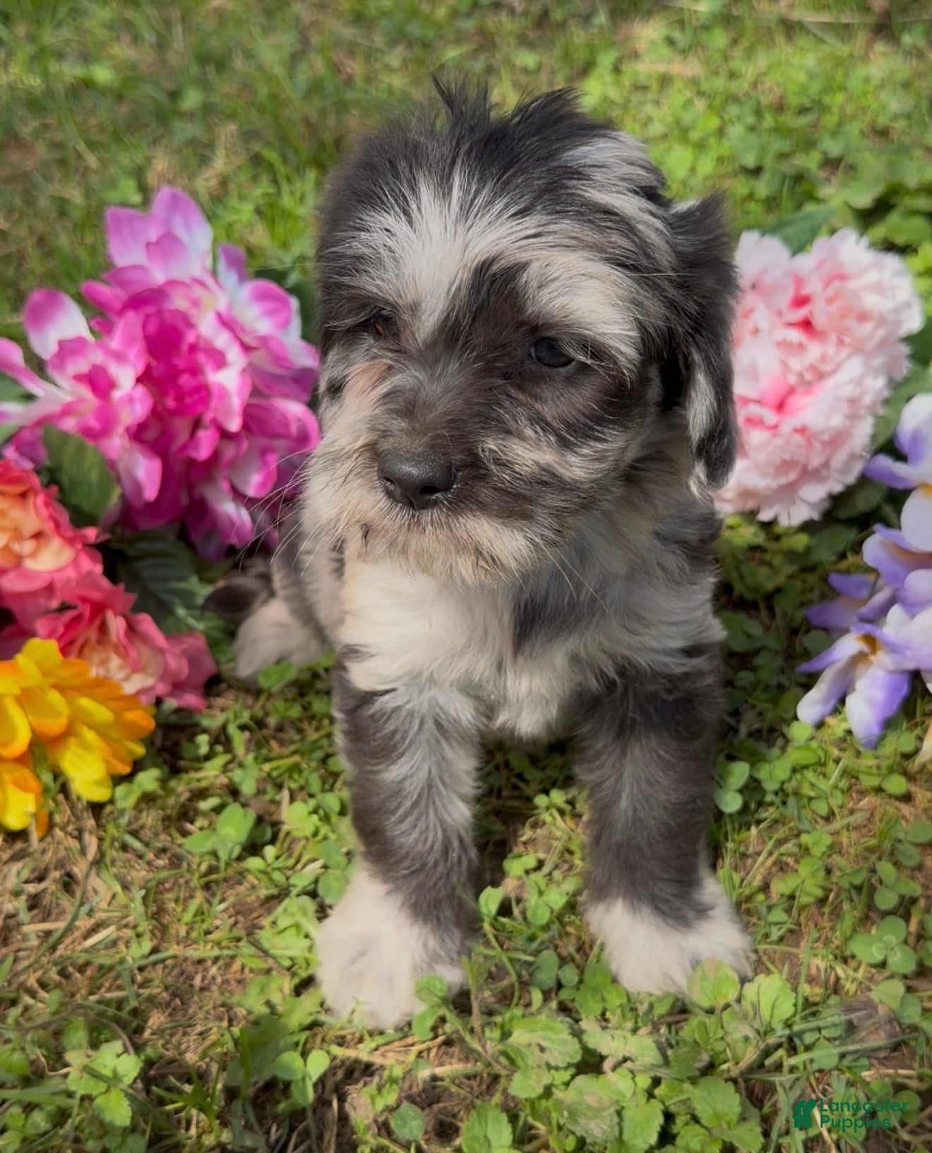 Mini Goldendoodle dogs Willow  - Ad 2