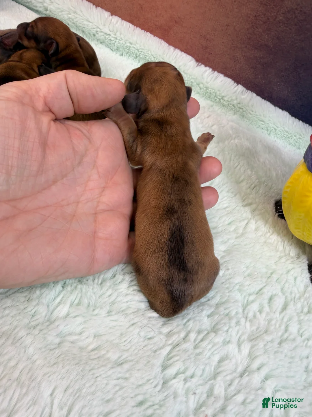 Miniature Dachshund dogs for sale: Smooth red dapple - Ad 1