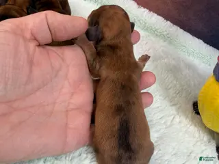 Miniature Dachshund dogs Smooth red dapple - Ad 24