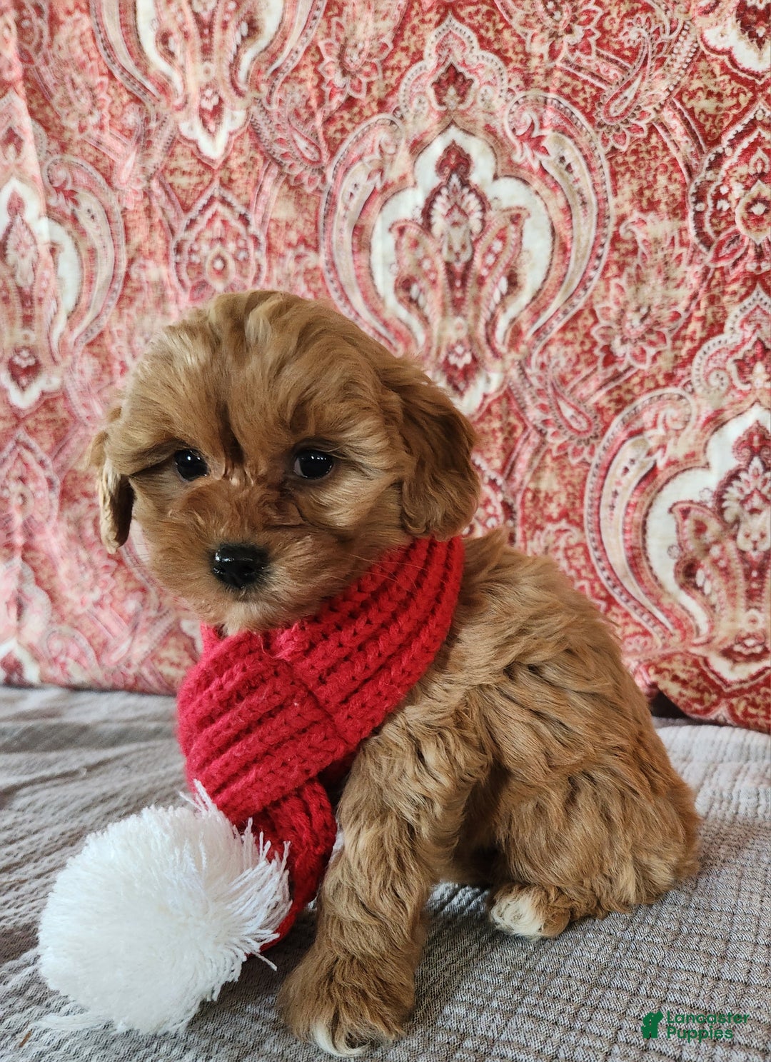 Mini Goldendoodle dogs for sale: Frances  - Ad 6