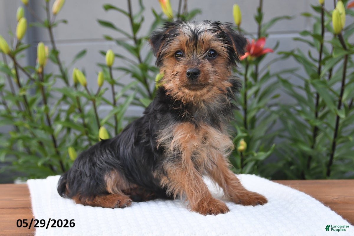 Yorkshire Terrier dogs Lula - Ad 2