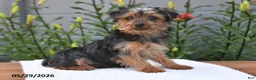 Yorkshire Terrier dogs for sale: Lula - Ad 2