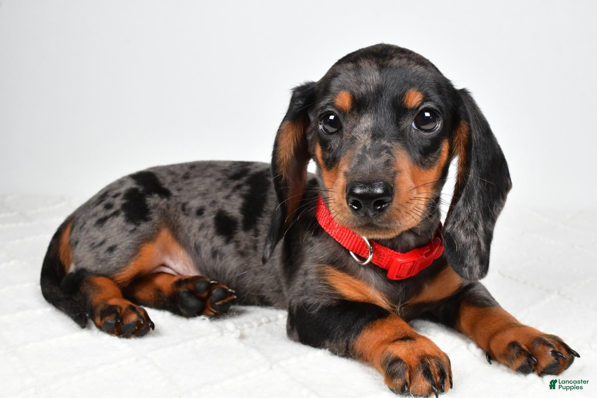 Miniature Dachshund dogs Eddie - Ad 1