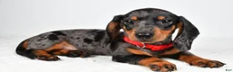 Miniature Dachshund dogs for sale: Eddie - Ad 1