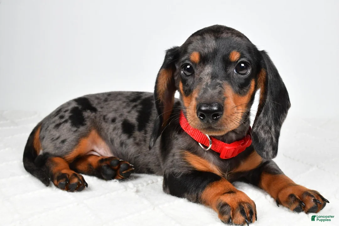 Miniature Dachshund dogs for sale: Eddie - Ad 1