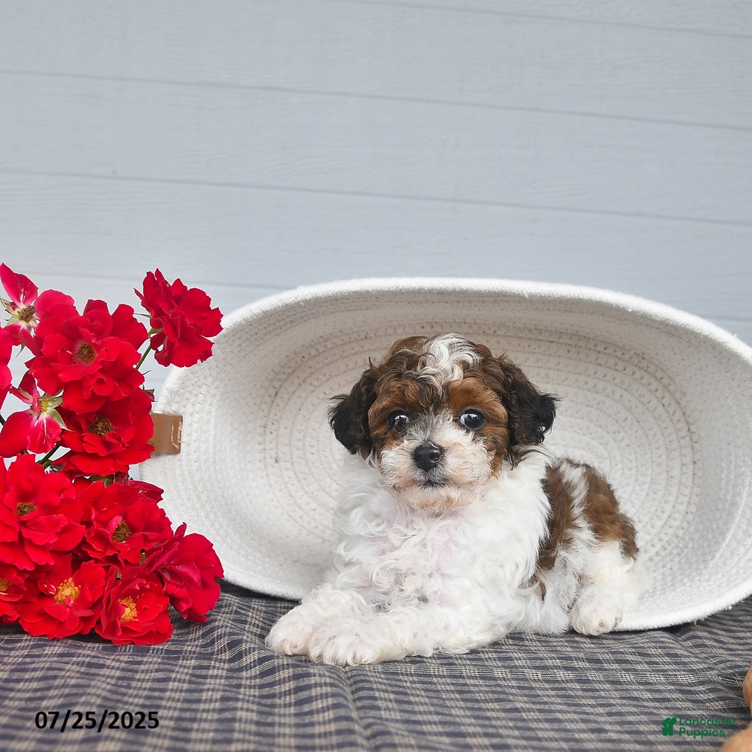 Lhasapoo dogs for sale: Lhasa Poo 3 puppies - Ad 12