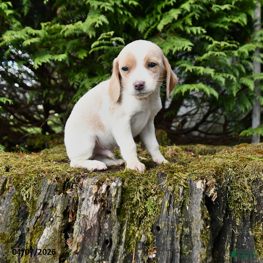 Beagle dogs Chase - Ad 1