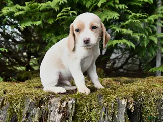 Beagle dogs for sale: Chase - Ad 1