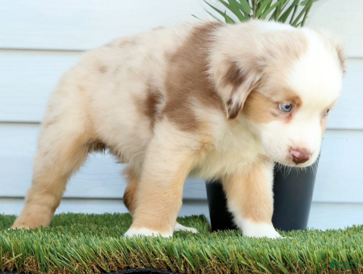 Miniature Australian Shepherd dogs for sale: Tulip - Ad 5