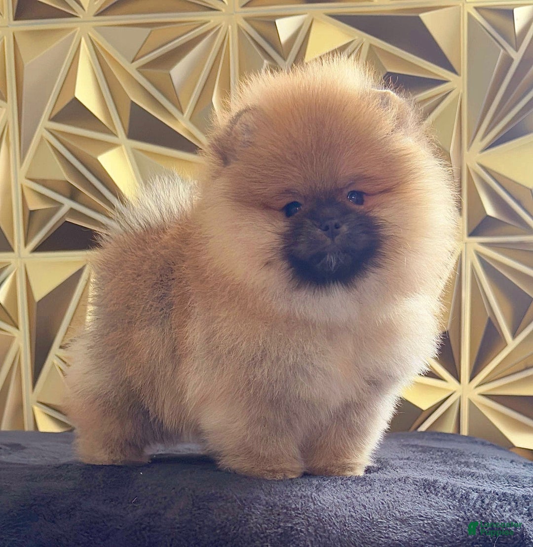 Pomeranian dogs for sale: BARBIE - Ad 5