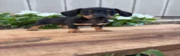 Miniature Dachshund dogs for sale: Cappuccino  - Ad 4