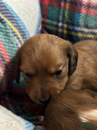 Dachshund dogs Red dapple little girl - Ad 2