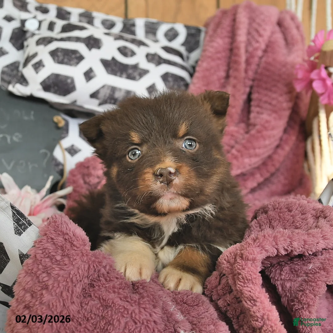 Australian Shepherd dogs for sale: Melody  - Ad 4