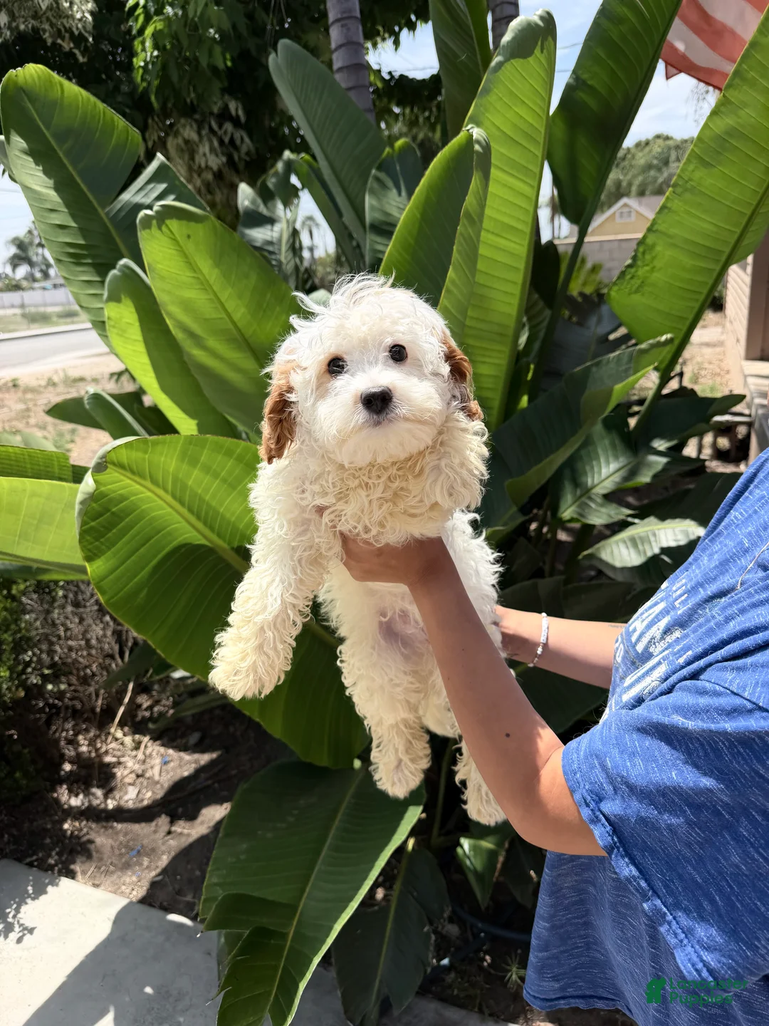 Cavapoo dogs for sale: Kevin - Ad 2