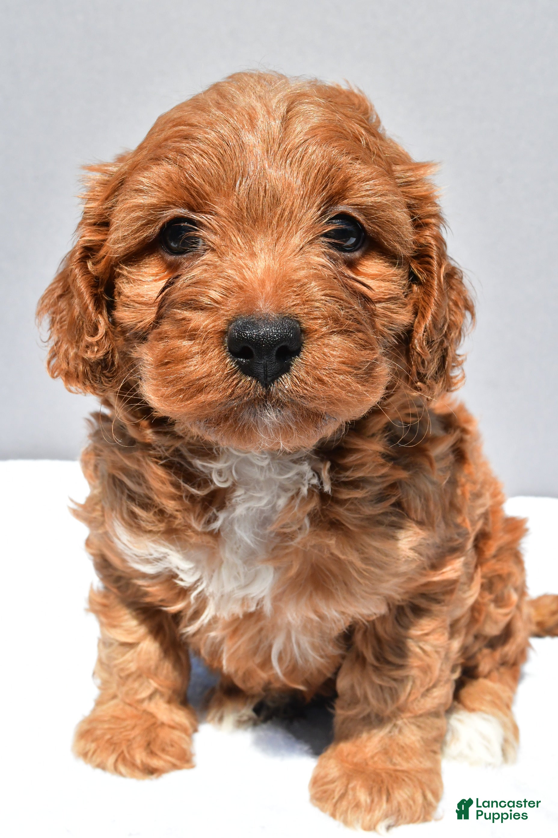 Cavapoo dogs Elle - Ad 2