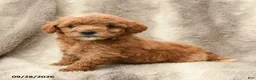Miniature Poodle dogs for sale: Maya - Ad 1