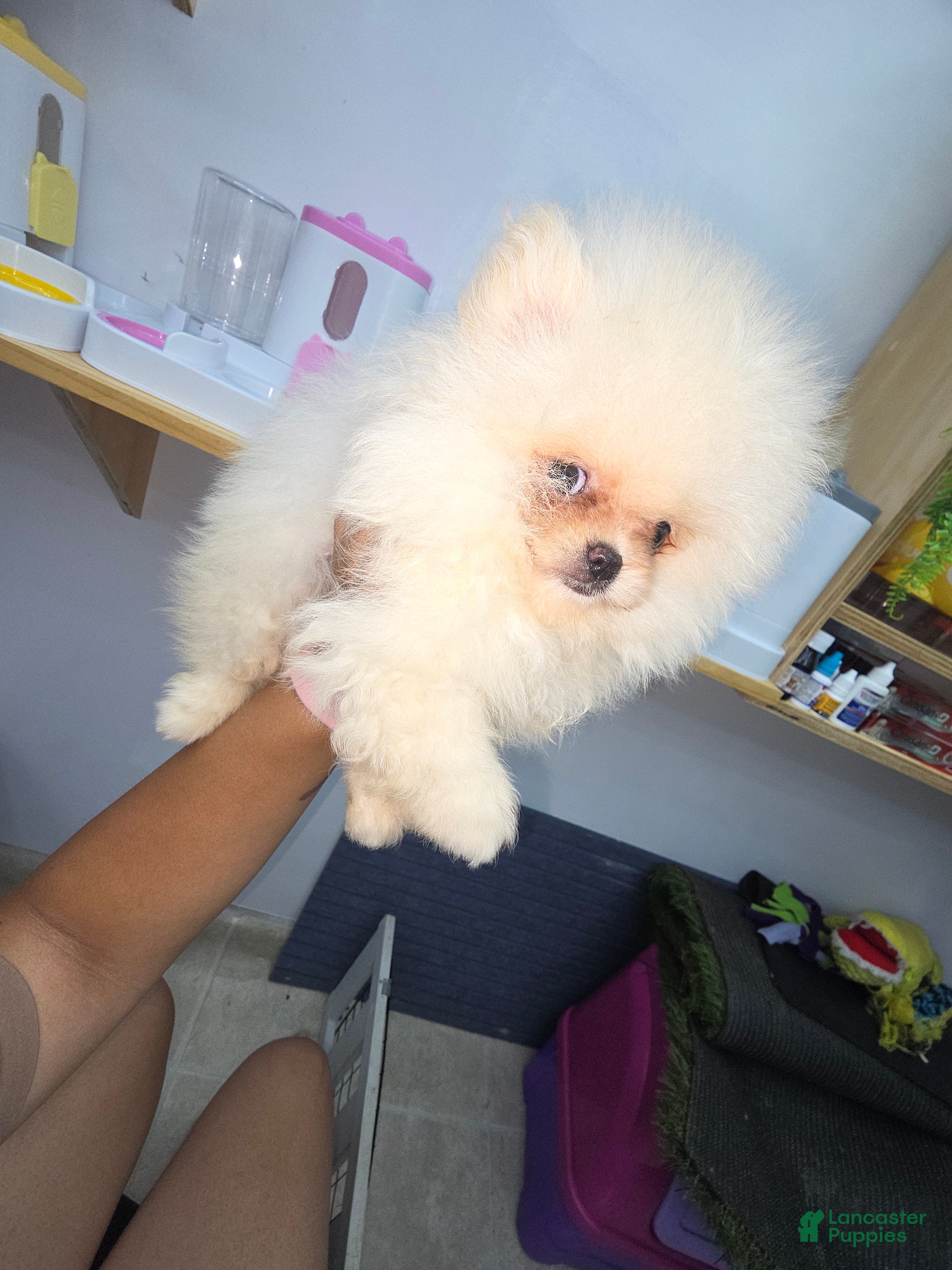 Pomeranian dogs Pomeranian nieve  - Ad 2