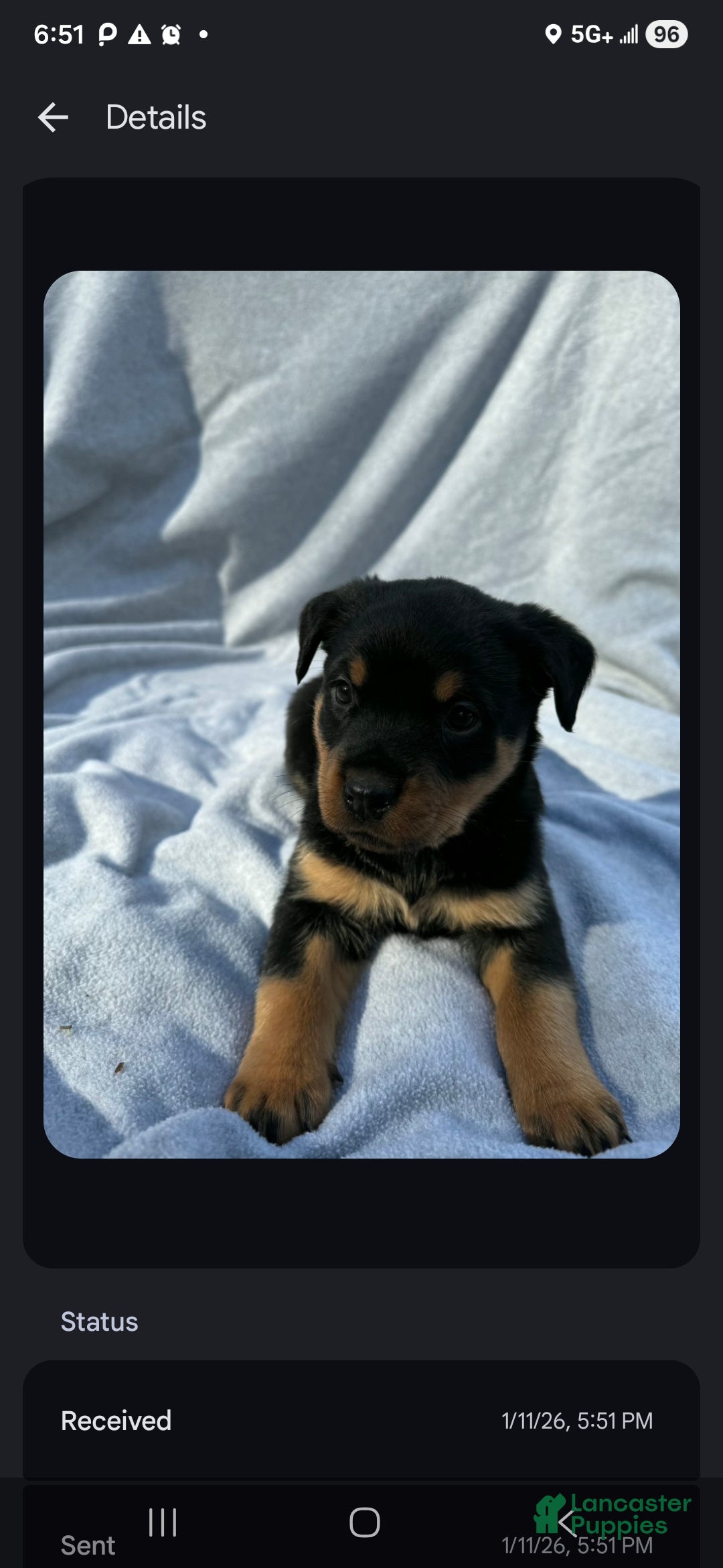 Rottweiler dogs for sale: Max - Ad 1
