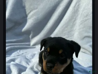 Rottweiler dogs Max - Ad 15